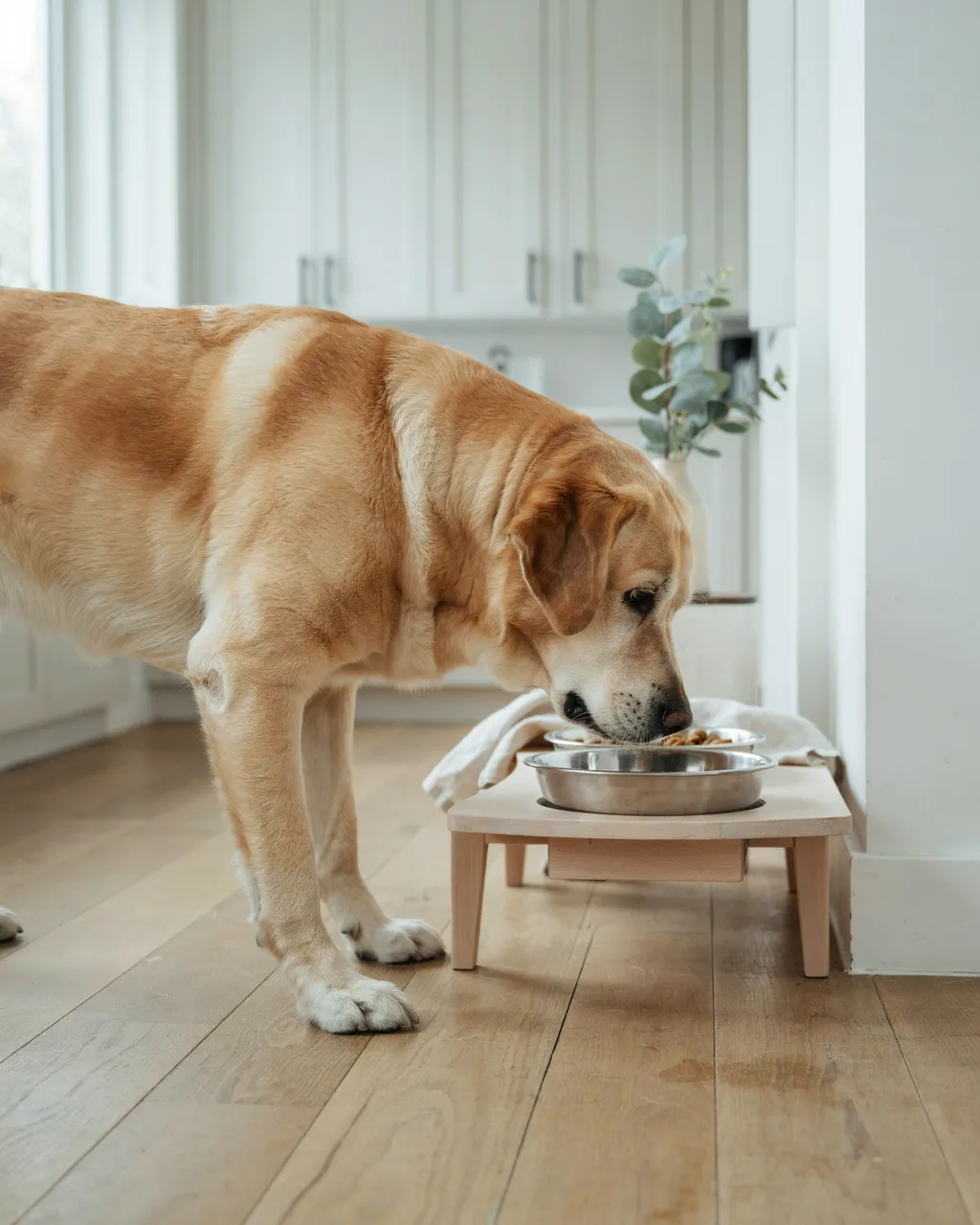 Un labrador âgé mange dans une gamelle en inox posée sur un support surélevé en bois clair, dans une cuisine lumineuse