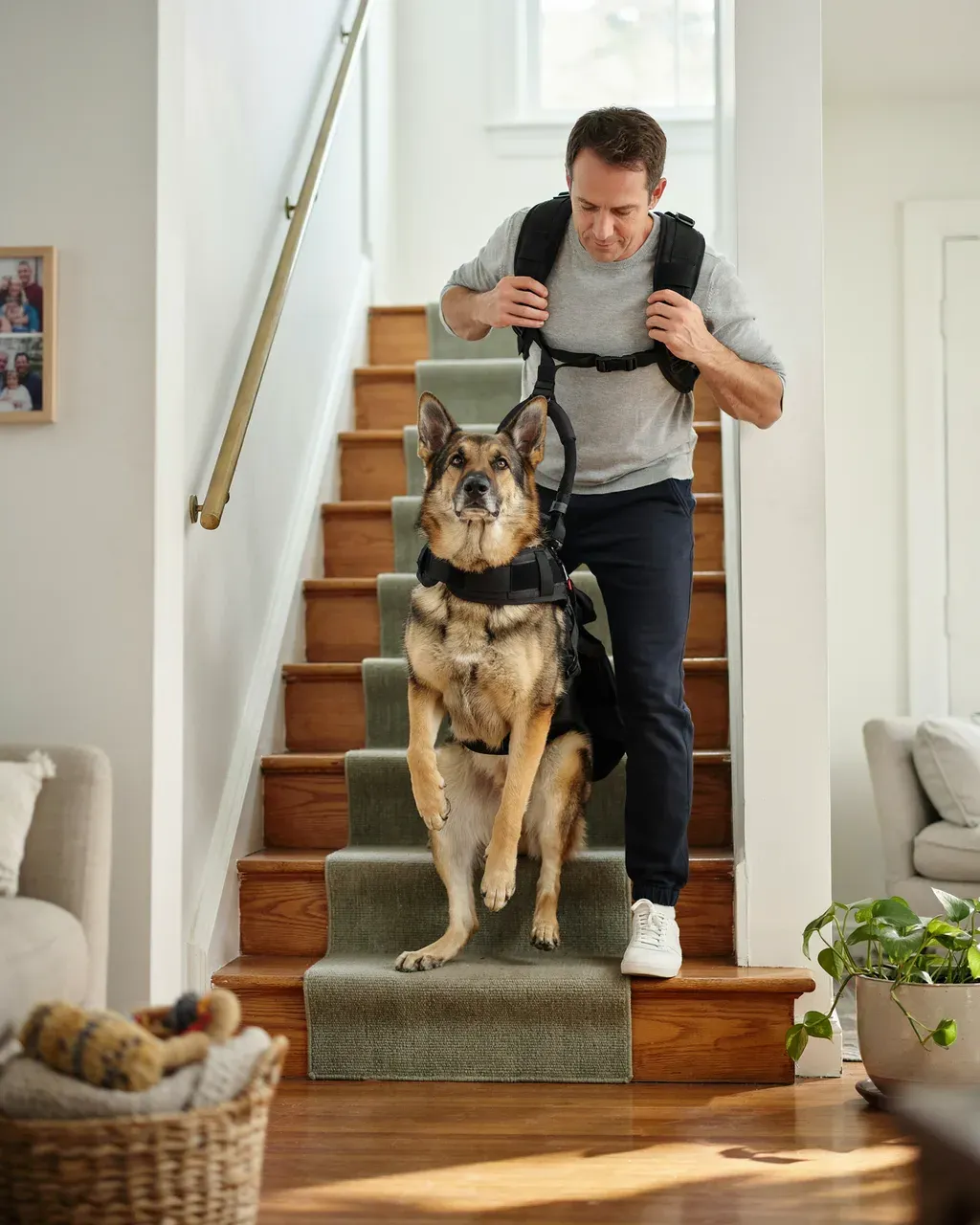 Harnais intégral de soutien avec bretelles pour grand chien