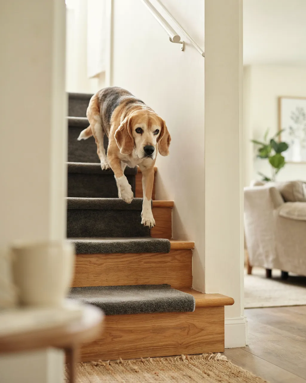 Un beagle âgé descend un escalier en bois équipé de tapis de marches gris